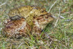 Bufo Bufo Reproduction Prints: Common toads mating (Bufo bufo)