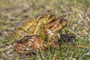 Common Toad Mating Prints: Common toads mating (Bufo bufo)