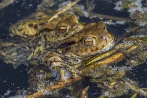 Common Toad Mating Prints: Common toads mating (Bufo bufo)