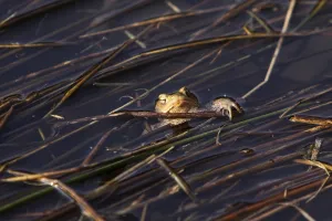Wild Animals In Natural Environments Prints: Common toads in their spawning waters
