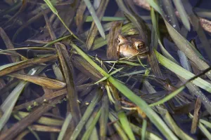 Amphibian Courtship Display Prints: Common toads in their spawning waters