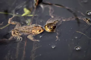 Batrachian Mating Season Prints: Common toads in their spawning waters