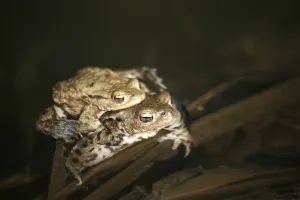 Amphibian Reproduction Prints: Two common toads in their spawning waters