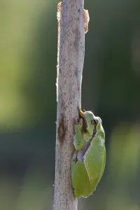 Atmospheric Wildlife Photography Prints: common tree frog in the backlight