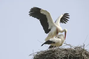 Spread Wing Bird Photography Prints: Copulation of storks
