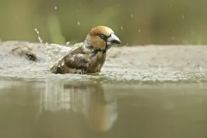 Wildlife Fauna In Natural Environment Prints: Core Biter