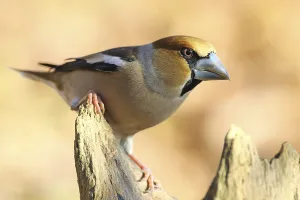 Finch Wildlife Images Prints: Core Biter