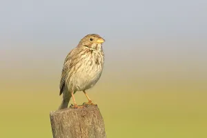 Austrian Fauna Photos Prints: Corn Bunting (Emberiza calandra)