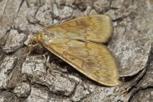 Wildlife Fauna In Nature Prints: Corn worm