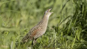 Animal Sound Recordings Prints: Corncrake calling