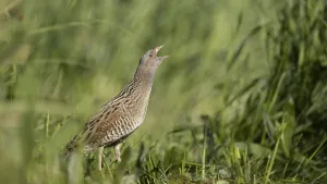 Animal Sound Recordings Prints: Corncrake calling