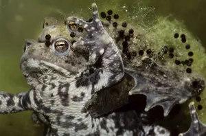 Bufo Bufo Reproduction Prints: Couple of Common toads, European toads (Bufo bufo) mating and string of toadspawn