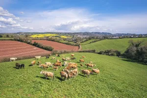 Top Down View Of Farm Land Prints: Cows on Devon Fields and Meadows from a drone