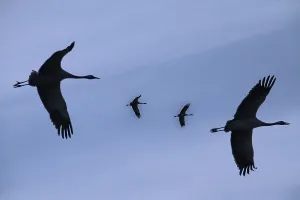 Wildlife Photography Cranes Prints: Cranes, flight pattern