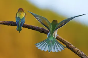 Wild Animal Protection Prints: Crowd (Merops apiaster)