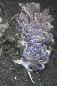 Lembeh Strait Wildlife Prints: Cryptic Phyllodesmium (Phyllodesmium crypticum)