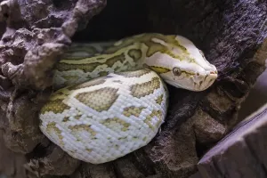 Wild Animal Germany Images Prints: Dark tiger python (Python bivittatus)