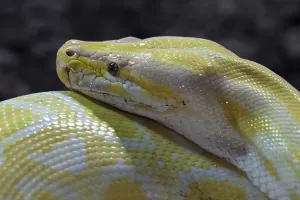 Dark Background Animal Photography Prints: Dark Tiger Python (Python molurus bivittatus)