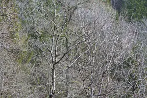 Deserted Woods Prints: Deciduous forest in the spring