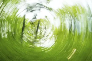 Pedunculate Oak Tree Image Prints: Deciduous forest in spring abstract