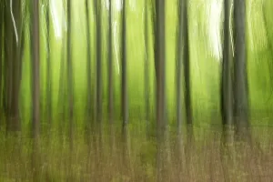 Copper Beech Germany Prints: Deciduous forest in spring abstract