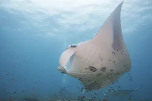 Threatened Species Photos Prints: Devil ray (Mobula mobular)