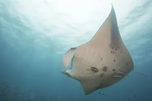 Threatened Species IUCN Prints: Devil ray (Mobula mobular)