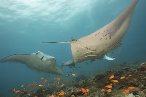 Threatened Species List Prints: Devil ray (Mobula mobular)