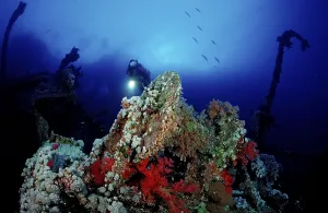 Underwater World Discovery Prints: Diver on the Numibia shipwreck