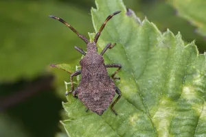 Coreus Marginatus Prints: Dock bug (Coreus marginatus) older nymph with distinct abdominal scent glands and visible wingbuds (developing wings)