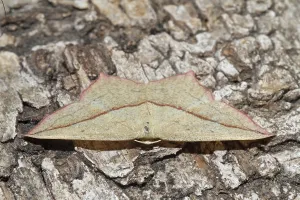 Deserted Moth Habitat Prints: Dock moth