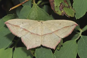Moth Species Identification Prints: Dock moth (Timandra comae)
