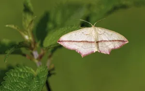Uninhabited Wildlife Scene Prints: Dock moth (Timandra comae)