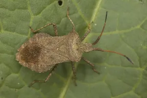 Coreus Marginatus Prints: Dock Shieldbug (Coreus marginatus)