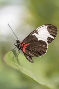 Central Europe Wild Animals Images Prints: Doris Longwing (Laparus doris), captive, Munich