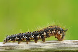 No People River Scene Prints: Drinker Moth (Euthrix potatoria)
