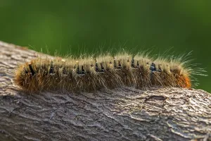 Butterfly Caterpillar Stages Prints: Drinker moth (Euthrix potatoria)