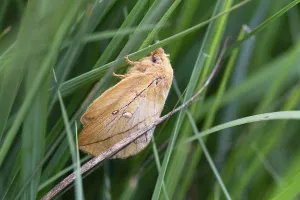Wildlife In Lower Saxony Germany Prints: Drinker moth (Euthrix potatoria)