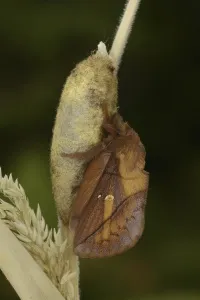 Wildlife In Wales Prints: Drinker Moth (Euthrix potatoria)