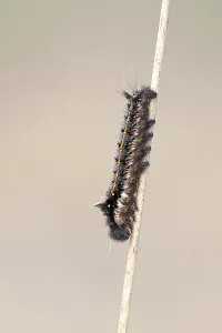 Lepidopteran Insect Life Cycle Prints: Drinker moth (Euthrix potatoria)