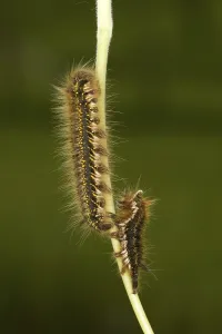 Snout Moth Species Prints: Drinker Moth (Euthrix potatoria)