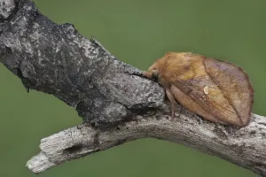 Lepidopteran Fauna Europe Prints: Drinker moth (Euthrix potatoria)
