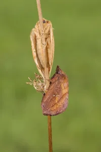 Europe's Natural Environments Prints: The Drinker moth (Euthrix potatoria)