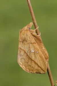 Butterfly Species Identification Prints: The Drinker moth (Euthrix potatoria)