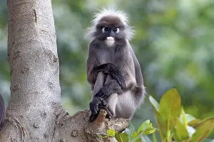 Captive Primate Photography Prints: Dusky Leaf Monkey or Spectacled Langur (Trachypithecus obscurus)