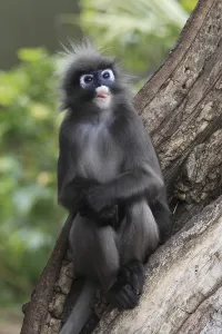 Uninhabited Forest Trees Prints: Dusky Leaf Monkey, Spectacled Langur (Trachypithecus obscurus)
