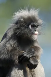 Dusky Leaf Monkey Print, Germany