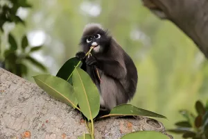 Dusky Leaf Monkey Print, Adelaide Zoo, Australia