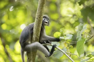 Travel Photography Thailand Prints: Dusky leaf monkey (Trachypithecus obscurus)