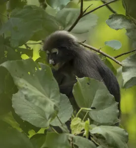 Old World Primates Prints: Dusky leaf monkey (Trachypithecus obscurus)